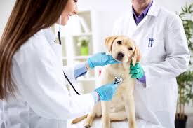 How to Maximize Profits With a Veterinary Pharma Franchise Company
