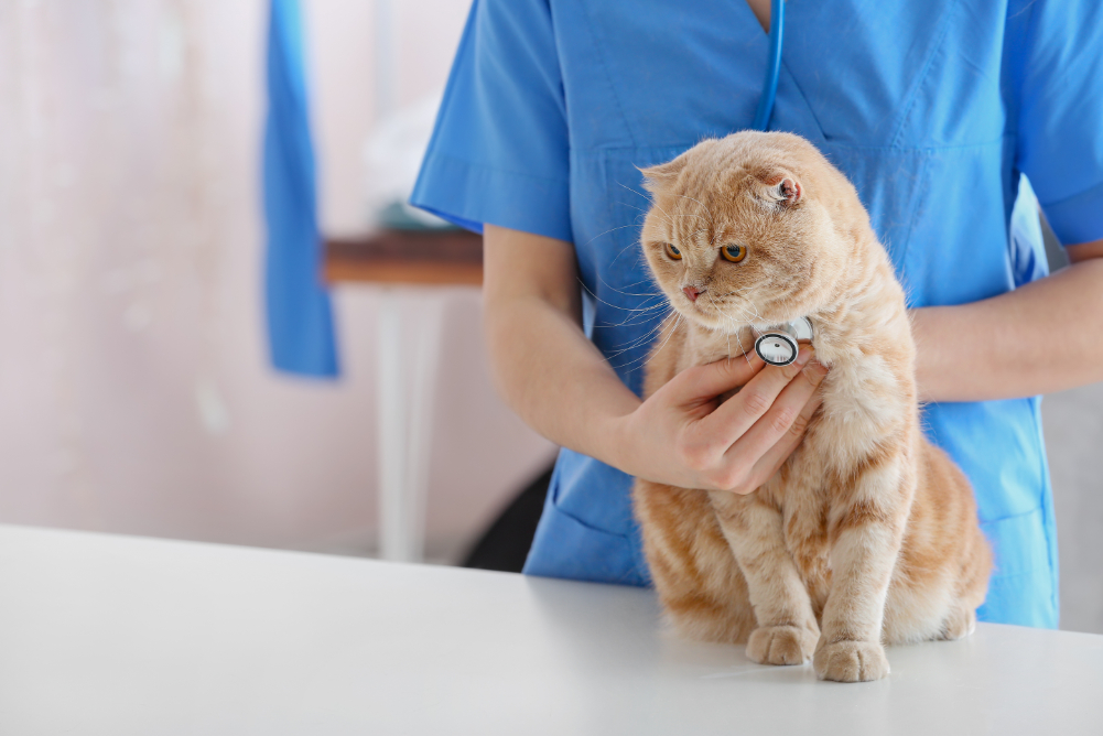 Veterinary PCD Company in Ahmedabad Gujarat