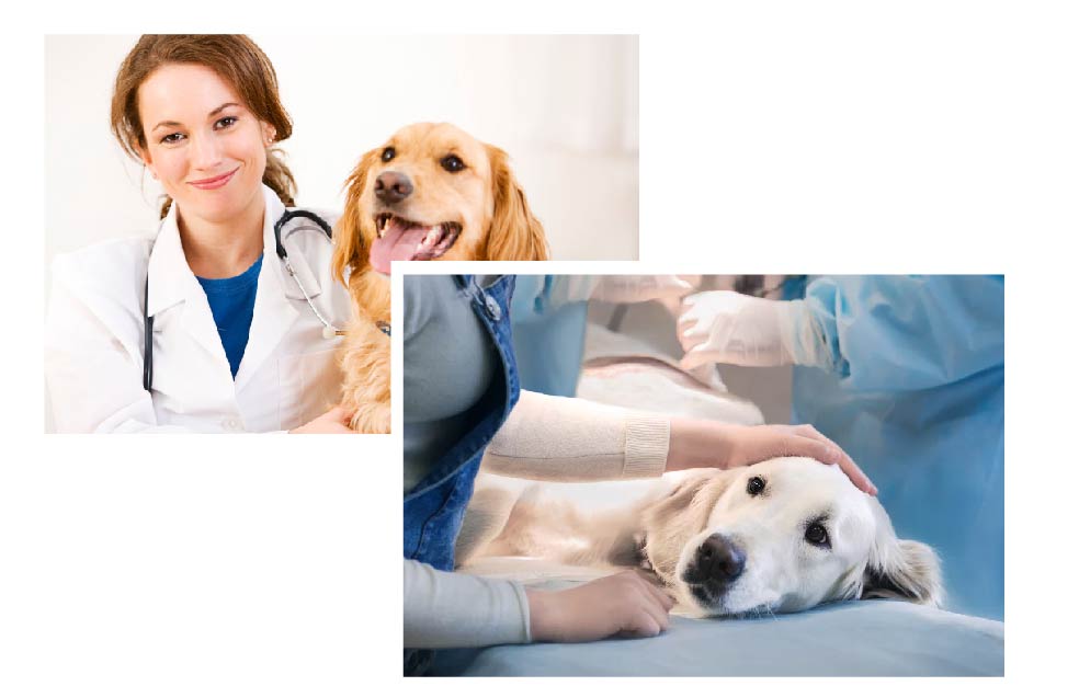 What are the legal requirements for a Veterinary PCD Franchise?